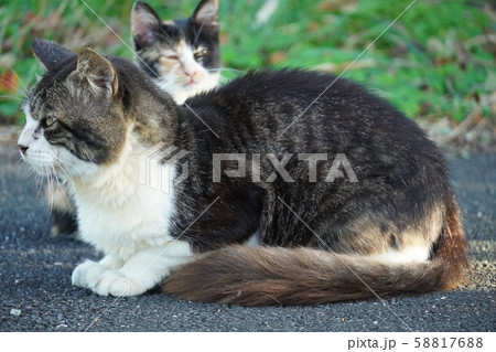 野良猫・親子 58817688