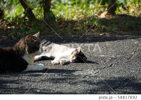 野良猫 親子の写真素材