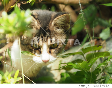 野良猫・茶白・美人ネコ 58817912