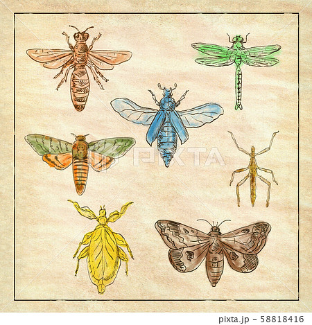 Vintage Moth, Dragonfly, Mantis and Stick Insect 58818416
