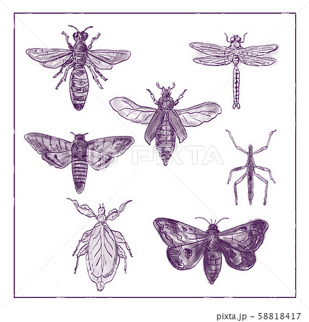 Vintage Moth, Dragonfly, Mantis and Stick Insect 58818417