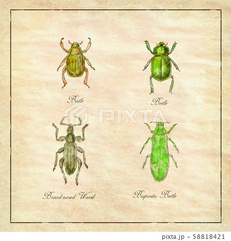 Beetle, Broad-Nosed Weevil and Buprestis Beetle Beetle, Broad-Nosed Weevil and Buprestis Beetle 58818421