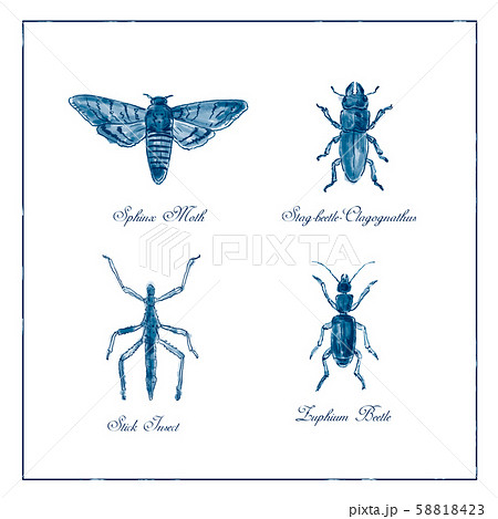 Sphinx Moth, Stag beetle, Stick Insect and Zuphium 58818423