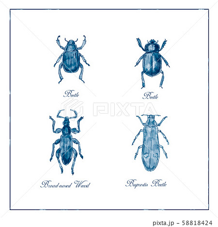 Beetle, Broad-Nosed Weevil and Buprestis Beetle 58818424
