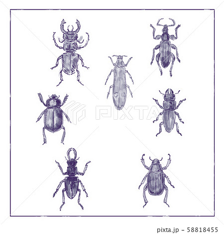 Beetles Vintage Collection Duotone on White 58818455