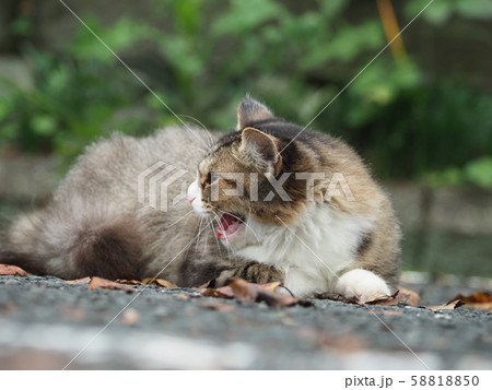 野良猫・威嚇 野良猫・威嚇 58818850