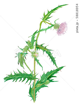 Cirsium アザミのイラスト素材 5154