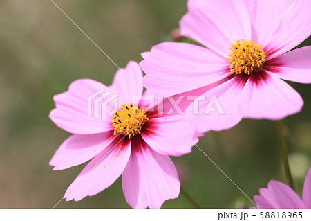 コスモス コスモス 58818965