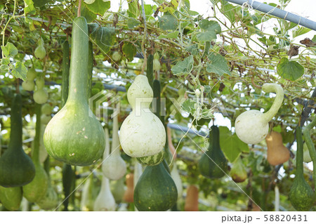 ひょうたん棚 ひょうたん棚 58820431