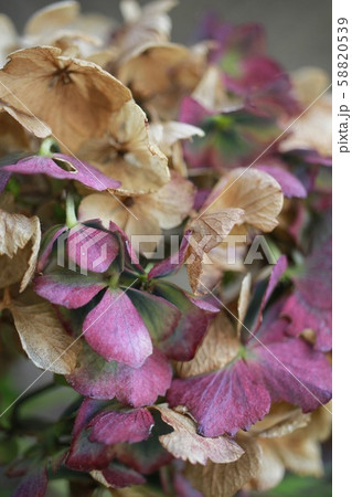紫陽花 枯れかけの花の写真素材