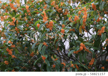 キンモクセイ キンモクセイ 58821157