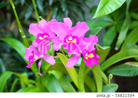 カトレアの花 カトレアの花 58821504