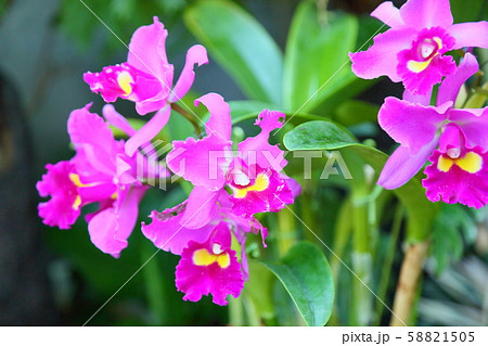 カトレアの花 カトレアの花 58821505
