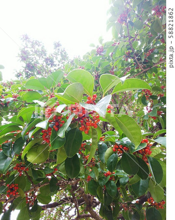 赤い実のなる木 枝 赤い実のなる木 枝 58821862