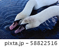 仲良しな白鳥 58822516