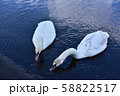 冬の水鳥 58822517