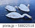 冬の白鳥 58822518