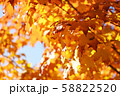 秋の紅葉 58822520