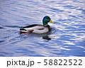 湖を泳ぐ水鳥 58822522