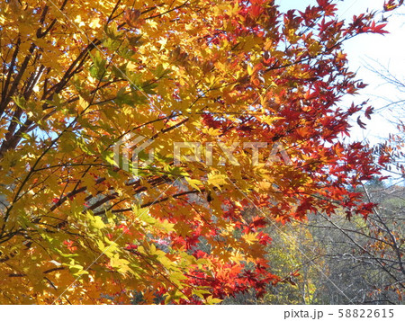 糠平　三色もみじ 58822615