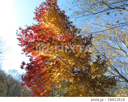 糠平　もみじ進む紅葉 58822616