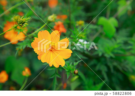 コスモス コスモス 58822806