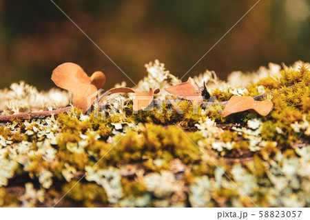 Nature Macro details. Trunk full of lichens with 58823057