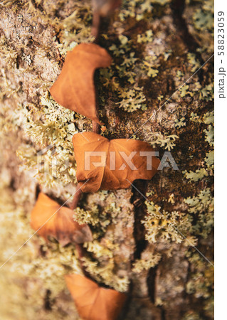 Nature Macro details. Trunk full of lichens with 58823059