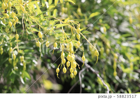 エンジュ 58823517