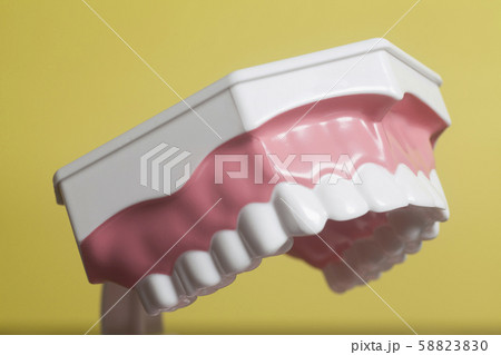 Dental human teeth model 58823830