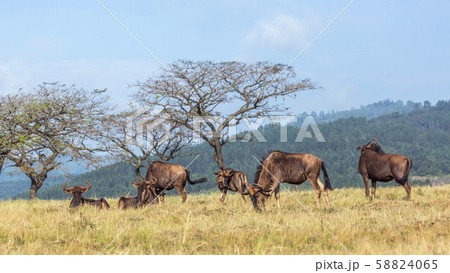 Blue wildebeest in Mlilwane wildlife sanctuary, 58824065