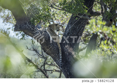 Leopard in Kruger National park, South Africa Leopard in Kruger National park, South Africa 58824128