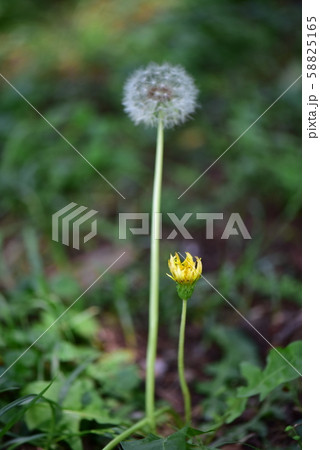 タンポポの花と綿毛  58825165