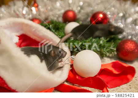 gray mouse walks among the New Year attributes. The animal is preparing for Christmas. The concept of the celebration, costumes, decorations. Symbol of the year 2020. Year of the rat. Red inscription gray mouse walks among the New Year attributes. The animal is preparing for Christmas. The concept of the celebration, costumes, decorations. Symbol of the year 2020. Year of the rat. Red inscription 58825421