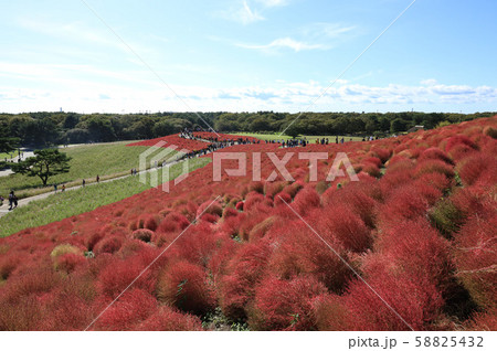 紅葉のコキア　ひたち海浜公園　茨城県 58825432