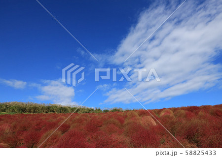 紅葉のコキア ひたち海浜公園 茨城県 紅葉のコキア ひたち海浜公園 茨城県 58825433