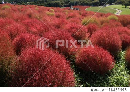 紅葉のコキア　ひたち海浜公園　茨城県 58825443