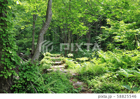 立又渓谷散策コースの木道橋 58825546