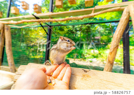 シマリス　手乗り　飛騨山野草自然庭園　【岐阜県】 58826757