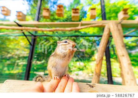 シマリス　手乗り　飛騨山野草自然庭園　【岐阜県】 58826767