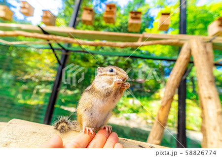 シマリス 手乗り 飛騨山野草自然庭園 【岐阜県】 シマリス 手乗り 飛騨山野草自然庭園 【岐阜県】 58826774