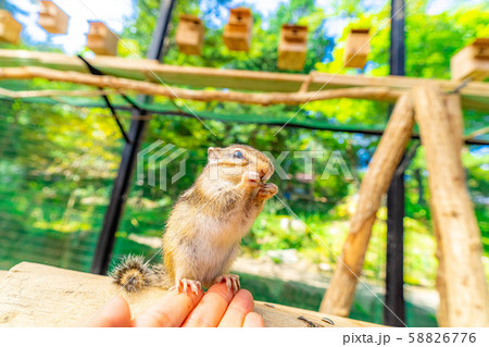 シマリス 手乗り 飛騨山野草自然庭園 【岐阜県】 シマリス 手乗り 飛騨山野草自然庭園 【岐阜県】 58826776