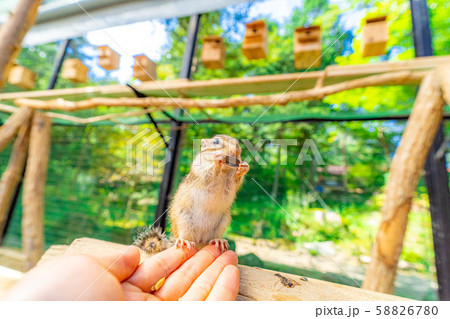 シマリス　手乗り　飛騨山野草自然庭園　【岐阜県】 58826780