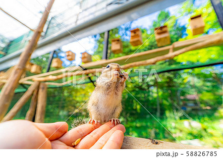 シマリス　手乗り　飛騨山野草自然庭園　【岐阜県】 58826785