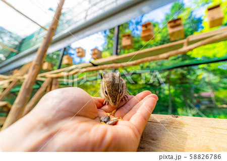 シマリス　手乗り　飛騨山野草自然庭園　【岐阜県】 58826786