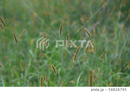 キンエノコロ 58826795