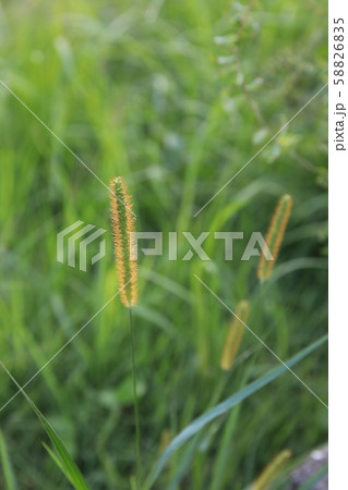 キンエノコロ 58826835