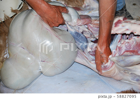 羊の屠殺　キルギス 58827095