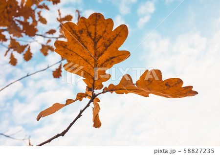 Oak tree branch in autumn 58827235