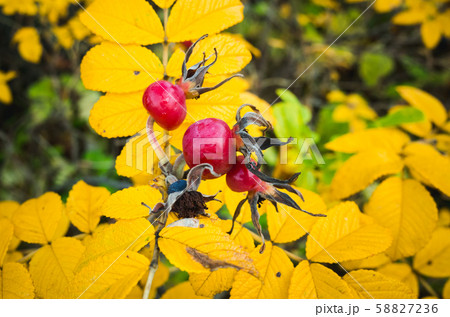 Red berries and yellow leaves Red berries and yellow leaves 58827236